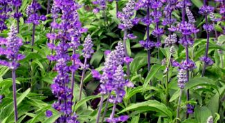 Картинка по теме - как применять шалфей