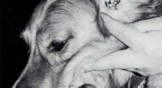 Картинка по теме - как промыть собаке уши