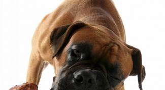 Картинка по теме - как выбрать корм для собаки