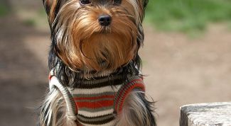 Картинка по теме - как приучить йорка к лотку