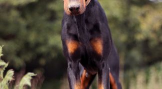 Картинка по теме - как кормить добермана