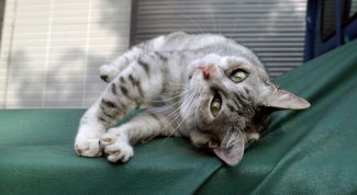 Картинка по теме - как научиться мурлыкать