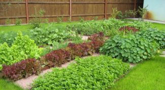 Картинка по теме - как оформить дачную амнистию