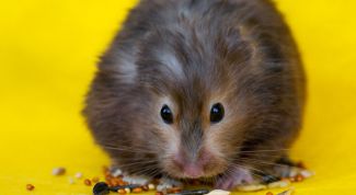 Картинка по теме - как узнать породу хомяка