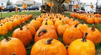 Картинка по теме - как сохранить тыкву зимой