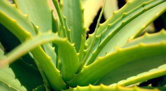 Картинка по теме - как приготовить сок алое