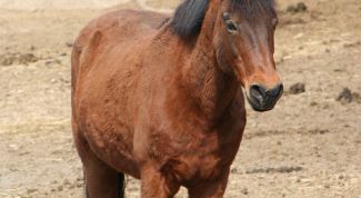 Картинка по теме - как воспитать лошадь