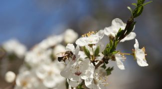 Картинка по теме - как прививать фруктовые деревья