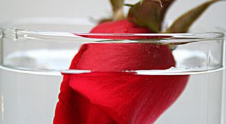 Картинка по теме - как сохранить розу в воде