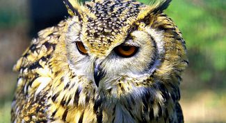 Картинка по теме - как отправить вопрос на игру «что? где? когда?»