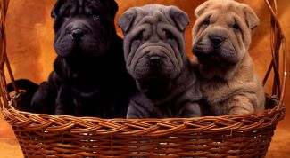 Картинка по теме - как кормить новорожденного щенка