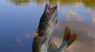 Картинка по теме - как посолить щуку