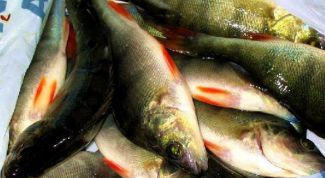 Картинка по теме - как проверить свежесть рыбы