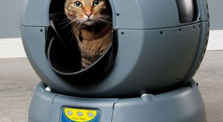 Картинка по теме - как выбрать кошачий туалет