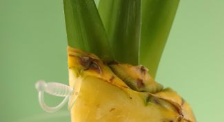 Картинка по теме - как украсить коктейль