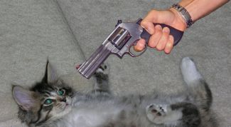 Картинка по теме - как отучить кота гадить где попало