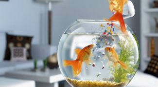 Картинка по теме - как содержать рыбок в аквариуме