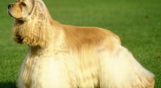 Картинка по теме - как стричь американского кокер-спаниеля