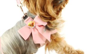 Картинка по теме - как сделать бантик для собаки