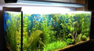 Картинка по теме - как приклеить задний фон на аквариум