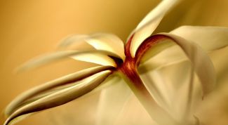 Картинка по теме - как оживить рабочий стол