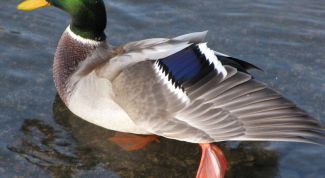 Картинка по теме - как отличить селезня от утки