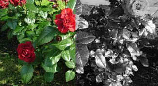 Картинка по теме - как раскрасить фото без фотошопа