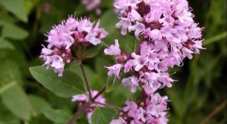 Картинка по теме - как заварить душицу