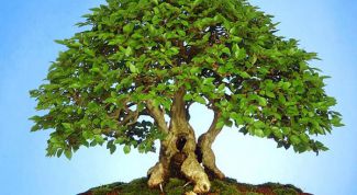 Картинка по теме - как формировать бонсай