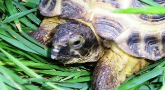 Картинка по теме - как перевозить черепах