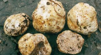 Картинка по теме - как найти трюфель