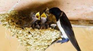 Картинка по теме - как нарисовать гнездо