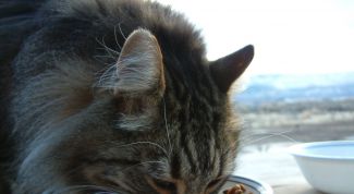 Картинка по теме - как приучить кошку к домашней еде