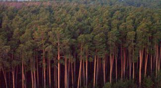 Картинка по теме - как заработать на лесе