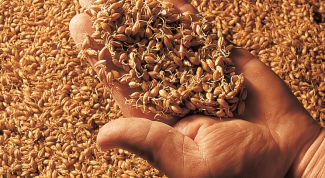 Картинка по теме - как приготовить сусло