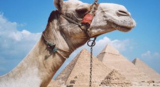 Картинка по теме - как рисовать верблюда