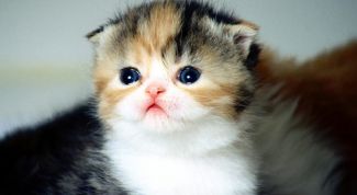 Картинка по теме - как выбрать вислоухого котенка