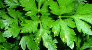 Картинка по теме - как освежить зелень