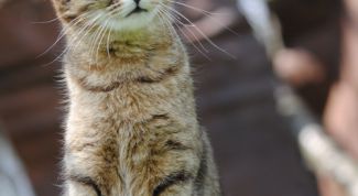 Картинка по теме - как избавить кошку от блох
