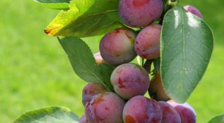 Картинка по теме - как вырастить сливу