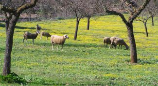 Картинка по теме - как определить долю на земельный участок
