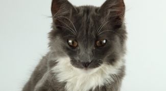 Картинка по теме - как подстричь когти коту