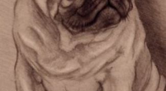 Картинка по теме - как нарисовать мопса