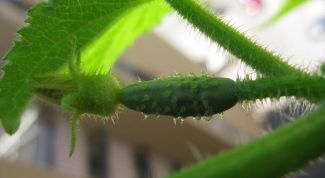 Картинка по теме - как вырастить ранние огурцы