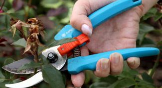 Картинка по теме - как подстригать розы