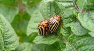 Картинка по теме - как заблокировать доступ к порносайтам