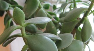 Картинка по теме - как сформировать денежное дерево