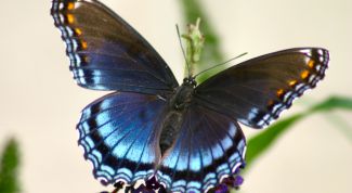 Картинка по теме - как научиться рисовать бабочек