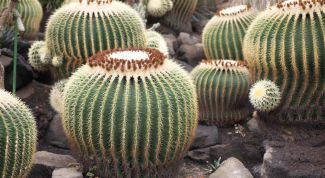 Картинка по теме - как лечить кактус