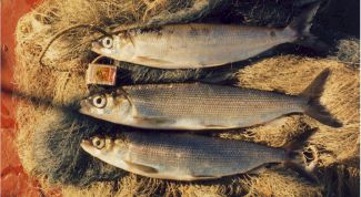 Картинка по теме - как солить омуля